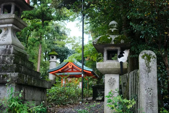 japan 007
