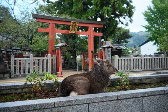 japan 018