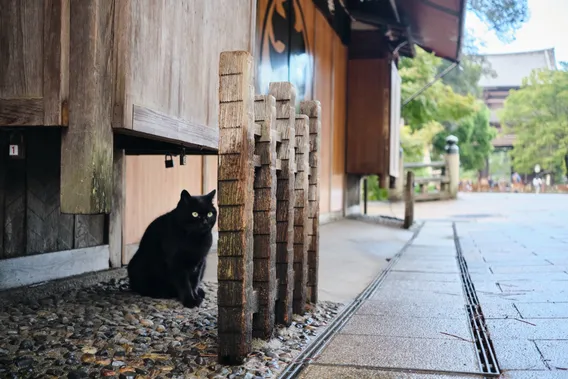 japan 019