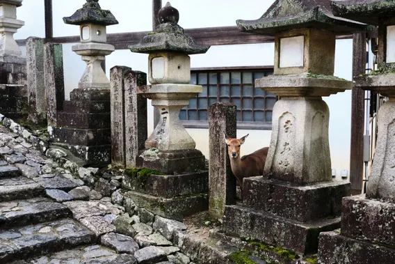 japan 023
