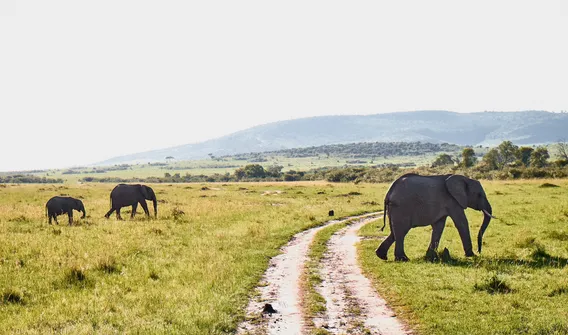 kenya 01
