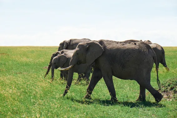 kenya 04