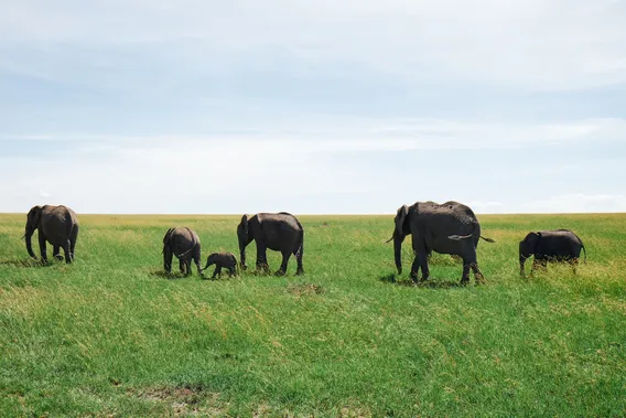 kenya 05