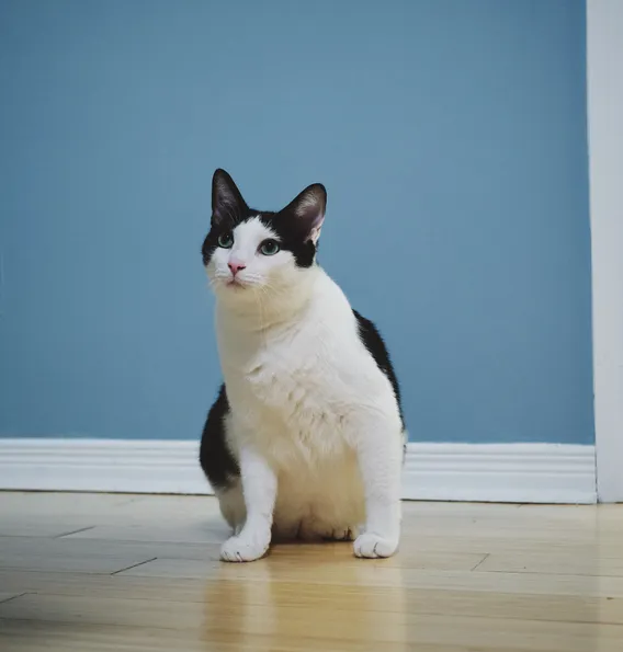 sisko 01