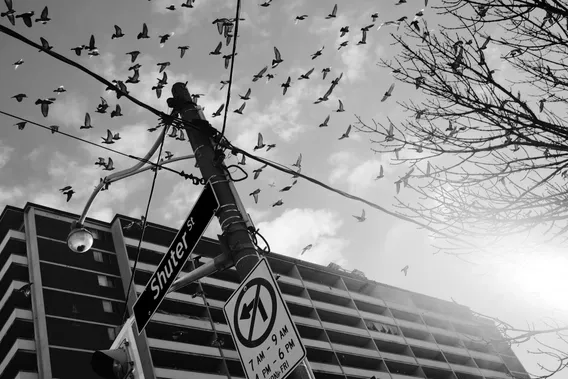 toronto 11